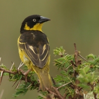 Wikłacz złotoczelny - Ploceus baglafecht - Baglafecht Weaver