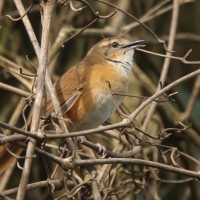 Krótkolotka cynamonowa - Bradypterus cinnamomeus - Cinnamon Bracken Warbler