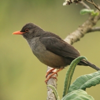 Drozd abisyński - Turdus abyssinicus - Ethiopian Thrush