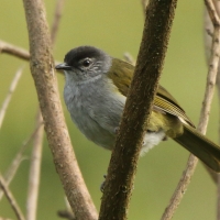 Bilbil ciemnołbisty - Arizelocichla nigriceps - Mountain Greenbul
