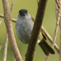 Bilbil ciemnołbisty - Arizelocichla nigriceps - Mountain Greenbul