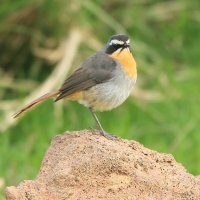 Złotokosik ogrodowy - Dessonornis caffer - Cape Robin Chat