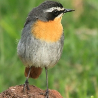 Złotokosik ogrodowy - Dessonornis caffer - Cape Robin Chat