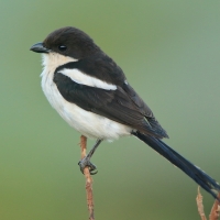 Dzierzba białobarkowa - Lanius collaris - Southern Fisca