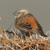 Wróbel rdzawobrewy - Passer rufocinctus - Kenya Rufous Sparrow