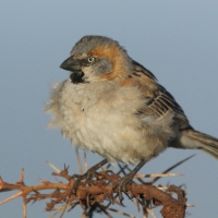 Wróbel rdzawobrewy - Passer rufocinctus - Kenya Rufous Sparrow
