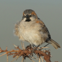 Wróbel rdzawobrewy - Passer rufocinctus - Kenya Rufous Sparrow