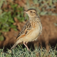 Skowroniec sawannowy - Mirafra africana - Rufous-naped Lark