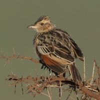 Skowroniec sawannowy - Mirafra africana - Rufous-naped Lark