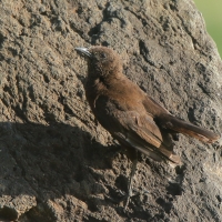Smolarek brunatny - Myrmecocichla aethiops - Northern Anteater-Chat