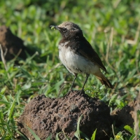Białorzytka etiopska - Oenanthe lugubris - Abyssinian Wheatear