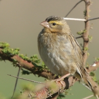 Wikłacz czerwonodzioby - Quelea quelea - Red-billed Quelea