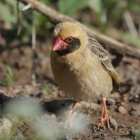 Wikłacz czerwonodzioby - Quelea quelea - Red-billed Quelea