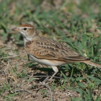 Skowrończyk rdzawołbisty - Calandrella cinerea - Red-capped Lark