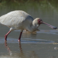 Warzęcha czerwonolica - Platalea alba - African Spoonbill