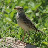 Świergotek gładki - Anthus leucophrys - Plain-backed Pipit