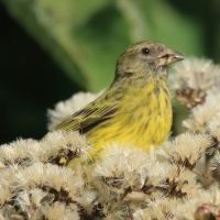 Afrokulczyk ciemnolicy - Crithagra hyposticta - East African Citril