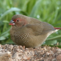 Amarantka czerwonodzioba - Lagonosticta senegala - Red-billed Firefinch