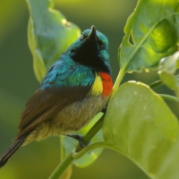 Nektarnik dwuwstęgi - Cinnyris mediocris - Eastern Double-collared Sunbird