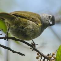 Bilbil ciemnołbisty - Arizelocichla nigriceps - Mountain Greenbul