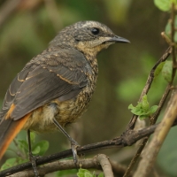 Złotokosik ogrodowy - Dessonornis caffer - Cape Robin Chat