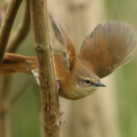 Krótkolotka cynamonowa - Bradypterus cinnamomeus - Cinnamon Bracken Warbler