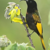 Nektarnik złocisty - Drepanorhynchus reichenowi - Golden-winged Sunbird