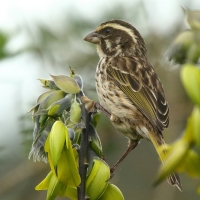 Afrokulczyk kreskowany - Crithagra striolata - Streaky Seedeater