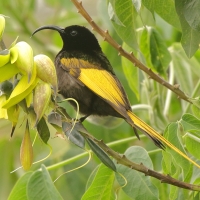 Nektarnik złocisty - Drepanorhynchus reichenowi - Golden-winged Sunbird