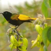 Nektarnik złocisty - Drepanorhynchus reichenowi - Golden-winged Sunbird