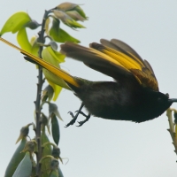 Nektarnik złocisty - Drepanorhynchus reichenowi - Golden-winged Sunbird