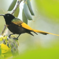 Nektarnik złocisty - Drepanorhynchus reichenowi - Golden-winged Sunbird