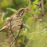 Afrokulczyk kreskowany - Crithagra striolata - Streaky Seedeater
