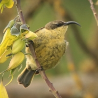 Nektarnik złocisty - Drepanorhynchus reichenowi - Golden-winged Sunbird