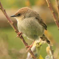 Chwastówka górska - Cisticola hunteri - Hunter's Cisticola