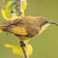 Nektarnik złocisty - Drepanorhynchus reichenowi - Golden-winged Sunbird