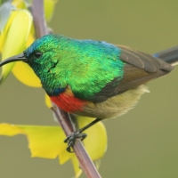Nektarnik dwuwstęgi - Cinnyris mediocris - Eastern Double-collared Sunbird
