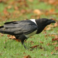 Kruk srokaty - Corvus albus - Pied Crow