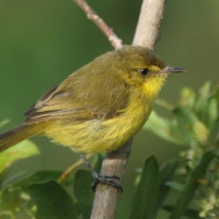Zaganiacz górski - Iduna similis - Mountain Yellow Warbler