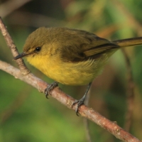 Zaganiacz górski - Iduna similis - Mountain Yellow Warbler