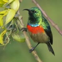 Nektarnik dwuwstęgi - Cinnyris mediocris - Eastern Double-collared Sunbird