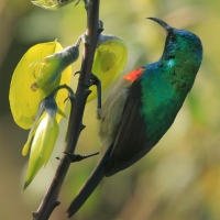 Nektarnik dwuwstęgi - Cinnyris mediocris - Eastern Double-collared Sunbird