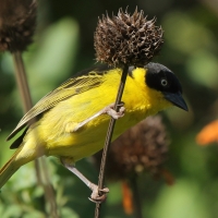 Wikłacz złotoczelny - Ploceus baglafecht - Baglafecht Weaver