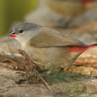 Astryld siwogłowy - Coccopygia melanotis - Swee Waxbill