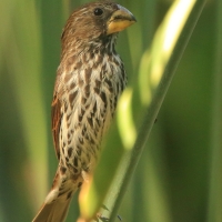 Brunatniczka - Amblyospiza albifrons - Grosbeak Weaver