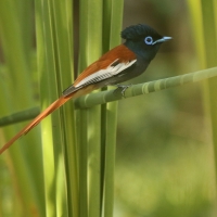 Muchodławka wspaniała - Terpsiphone viridis - African Paradise-flycatcher