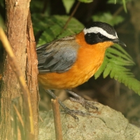 Złotokos białobrewy - Cossypha heuglini - White-browed Robin-Chat
