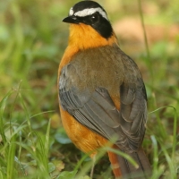 Złotokos białobrewy - Cossypha heuglini - White-browed Robin-Chat