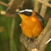 Złotokos białobrewy - Cossypha heuglini - White-browed Robin-Chat