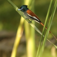 Muchodławka wspaniała - Terpsiphone viridis - African Paradise-flycatcher